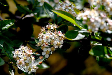 bright black mountain ash flowers