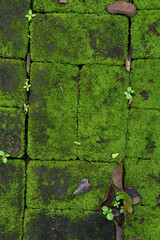 Mossy stones, Mossy stone background, Green moss