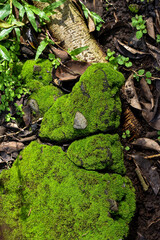 Mossy stones, Mossy stone background, Green moss