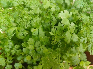 Close-Up of Fresh Cilantro Herb