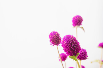 Fototapeta premium センニチコウの紫の花を白背景で撮影01