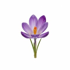 Naklejka premium Purple crocus flowers blooming in spring nature, isolated on a white background for floral beauty