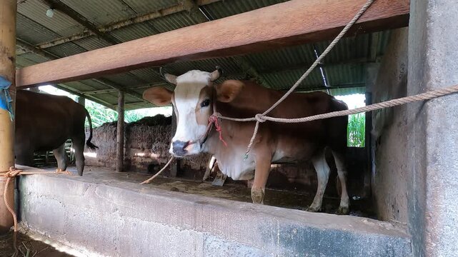 Central Java, Indonesia &ndash; November 10st 2025: Cows in Traditional Barn on Bright Morning 