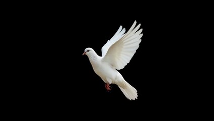 Obraz premium white dove isolated on black