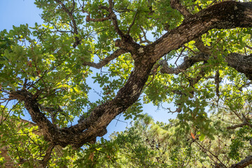Sunlit oak tree branches against clear blue sky
