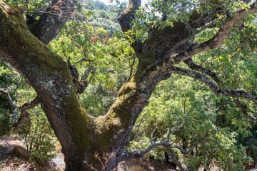 Mossy oak tree branches in bright summer sunlight