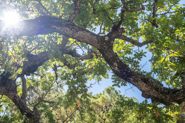Sunlit oak tree limbs stretching against bright blue sky, featuring green leaves glowing within warm light