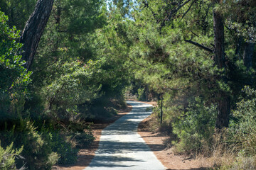 Sunny forest path winding through dense green trees