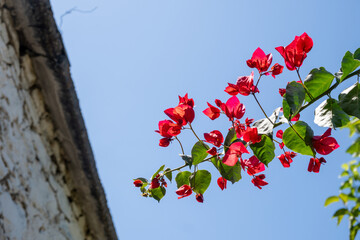 Red bougainvillea branch against clear blue sky