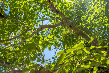 Sunlit green tree canopy against clear blue sky