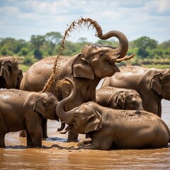 Capture elephants coating themselves in mud trunks spraying wate
