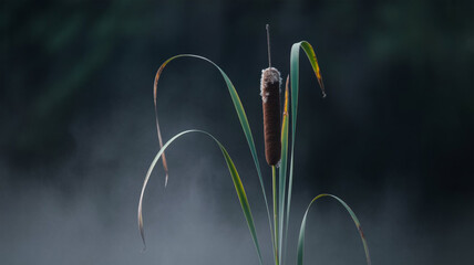 A captivating closeup of a cattail, its velvety brown spike standing tall amidst a misty backdrop, evoking a sense of tranquility and natural beauty in the serene marshland environment