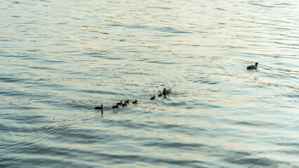 Eurasian Coot with Chicks Swimming on Lake