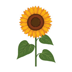 Obraz premium A beautiful, detailed vector illustration of a single, vibrant sunflower plant in full bloom, featuring bright yellow petals, a dark brown center, and green leaves on a white background.