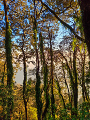 Obraz premium an old forest tree in Landour, capturing the raw textures and earthy tones of the Himalayan jungle.