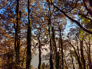 Fototapeta premium an old forest tree in Landour, capturing the raw textures and earthy tones of the Himalayan jungle.