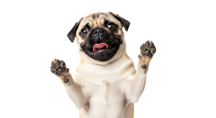Funny pug dog looking up with paws raised isolated on transparent background