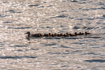 A family of ducks, a duck and its little ducklings are swimming in the water. The duck takes care of its newborn ducklings. Mallard, lat. Anas platyrhynchos