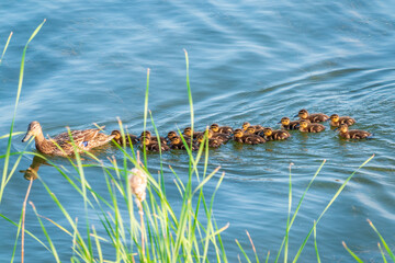 A family of ducks, a duck and its little ducklings are swimming in the water. The duck takes care of its newborn ducklings. Mallard, lat. Anas platyrhynchos