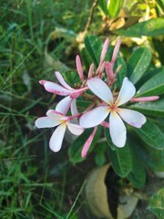 White Flowers in the Garden