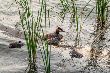 The waterfowl bird, great crested grebe with chick, swimming in the lake.