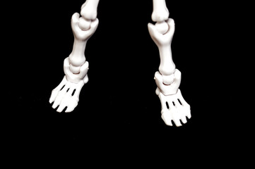 Close up of the articulated feet and lower leg bones of a miniature human skeleton model against a stark black background. Concepts of anatomy, medical science, podiatry, and skeletal structure.