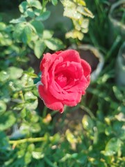 Rose in the Garden