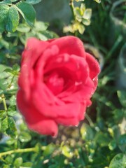 Rose in the Garden