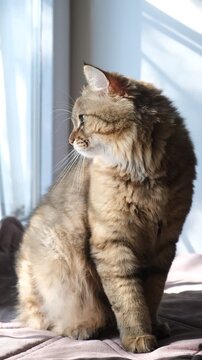 Cashmere Bengal cat lounging comfortably at the window on a sunny day. Semi-long-haired cat. Soft morning light, Enjoying sun beam. Relaxing on the balcony floor and looking window. Funny pets. 