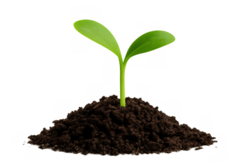Green seedling with two leaves emerging from a small pile of dark soil, representing hope, ecology, spring, and development. Transparent background
