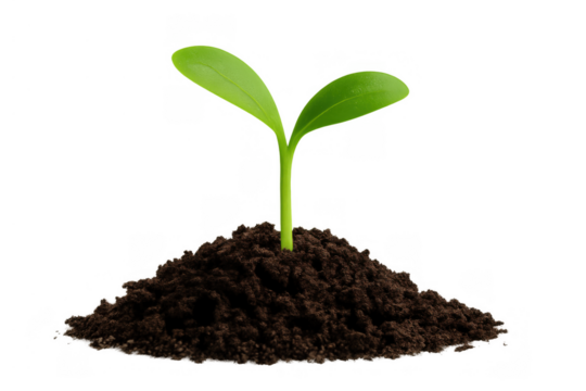 Green seedling with two leaves emerging from a small pile of dark soil, representing hope, ecology, spring, and development. Transparent background - Powered by Adobe