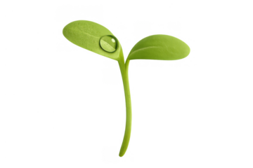 Green seedling plant with a water drop on its cotyledon leaf, symbolizing growth, new life, and beginning, isolated with transparent background