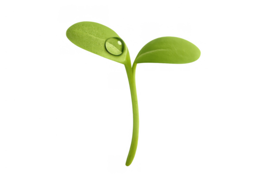 Green seedling plant with a water drop on its cotyledon leaf, symbolizing growth, new life, and beginning, isolated with transparent background