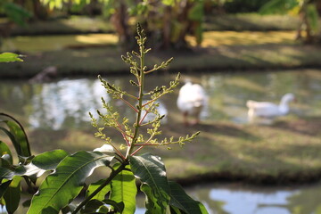 Mango tree branch with flowers and leaves, with ducks in the background