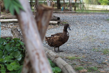 A beautiful brown duck standing on a gravel path near a wooden fence