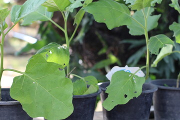 Young plants with large green leaves growing in black pots