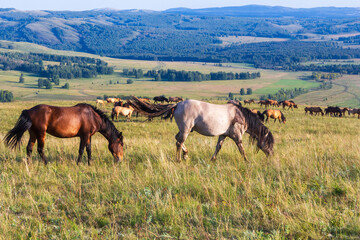 A herd of horses grazes on the slopes of the Ural Mountains on a summer day