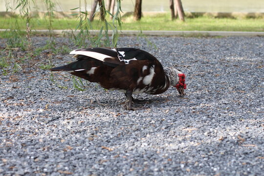 Muscovy duck foraging for food on a gravel path near a pond