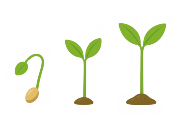 Plant growth cycle illustration showing seed germination, sprouting, and seedling development on transparent background