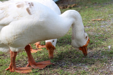 White geese grazing on green grass in a natural outdoor environment
