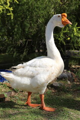 A majestic white goose with an orange knob stands proudly in a grassy field