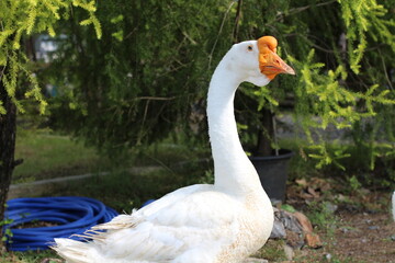 A majestic white goose with an orange beak and head in a natural outdoor setting