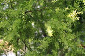 Close-up of vibrant green foliage with delicate, feathery leaves in sunlight