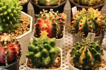 Colorful collection of potted cacti in a greenhouse setting, close-up view.