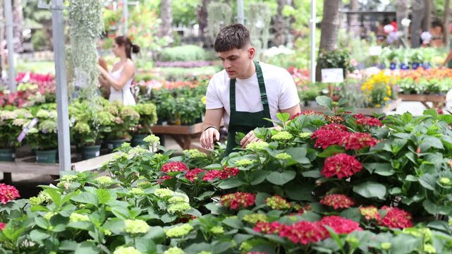 Young dedicated garden center employee in casual white t-shirt and green apron lovingly caring for potted colorful hortensia plant, surrounded by array of blooming flowers