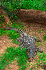 large crocodile, Nile crocodile , Crocodylus niloticus, in Botswana resting in the grass