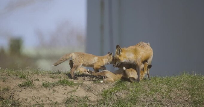 A red fox and her kits rest and play near a den site on a spring day