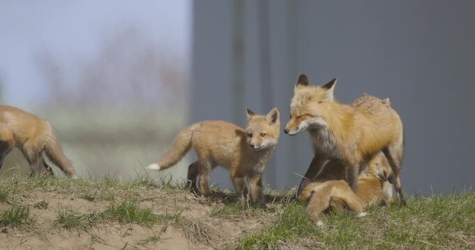 Red fox kits playfully bite and pounce on each other near the entrance of their den beside a building