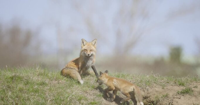 A red fox watches over its playful kit in a spring meadow
