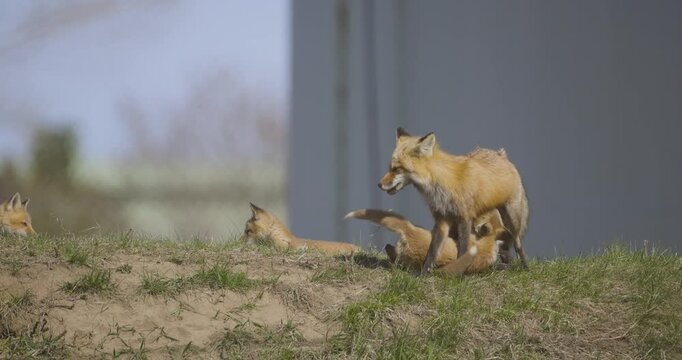 Young red fox kits roughhouse in the dirt near a shed on a spring day